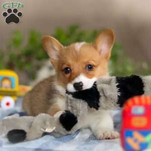 Duke, Pembroke Welsh Corgi Puppy